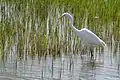 Grande aigrette(Catalogne, Espagne).