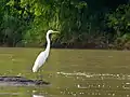 Grande aigrette(Sabah, Malaisie).