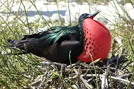 Oiseau à plumage noir et à gorge rouge gonflée sur un nid