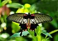 Papilio memnon ♀, Parc national d'Himchari, Bangladesh