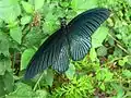 Papilio memnon ♂(Parc national de Khao Yai, Thaïlande)