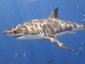 Grand requin blanc (Carcharodon carcharias).