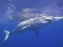 Un spécimen entre eau et air.