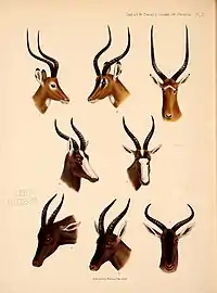 Impalas et damalisques.