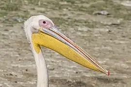 Portrait de profil d'un pélican blanc, près du lac Ziway, en Éthiopie. Décembre 2017.