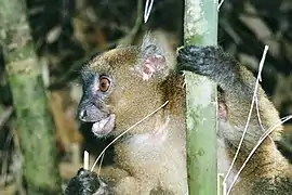 Grand Hapalémur Prolemur simus