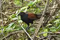 Grand coucal