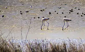 Flamants roses en Camargue.