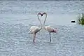 Couple de flamants.