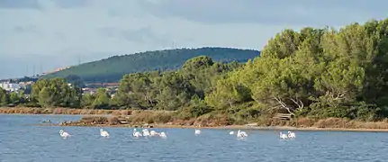 Étang d'Ingril, Vic-la-Gardiole