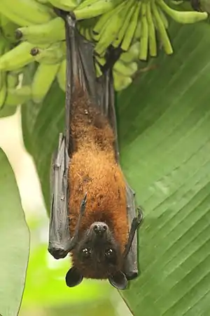 Roussette géante (Pteropus giganteus).