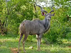 Grand koudou (Tragelaphus strepsiceros).