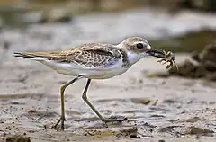 Oiseau à longues et fines pattes, au dos brun et au ventre et à la gorge blanc sur une plage