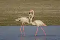 Flamands roses sur l'île de Muharraq au Bahreïn. Février 2022.