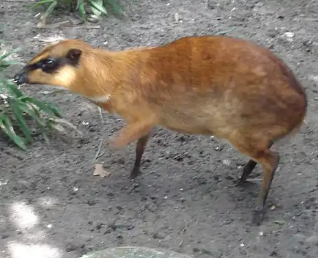 Grand chevrotain malais (T. napu).