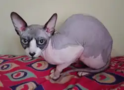 Sphynx bicolore.