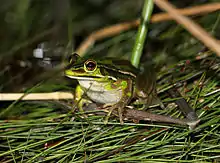 Grenouille posée sur des herbes mouillées, vue de trois-quart face.