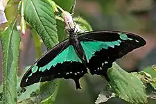 Papilio phorcas dans son milieu naturel