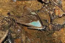 Papilio phorcas, ailes repliées