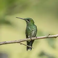 Petit oiseau vert, long bec pointu, se tenant sur une petite branche, regardant de coté.