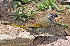 Description de l'image Green-tailed Towhee 2.jpg.