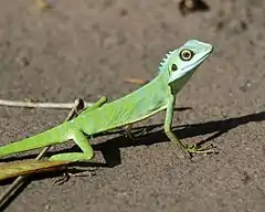 Description de l'image Green Crested Lizard (Bronchocela cristatella).jpg.