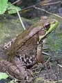 Grenouille verte (Lithobates clamitans) (Amérique)