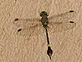 Paragomphus genei ♂(Parc national Kruger, Afrique du Sud)