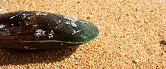 Description de l'image Green Lipped Mussel (314300764).jpg.