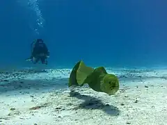 Les murènes sont généralement des compagnons de plongée sans danger, et plutôt amicaux.