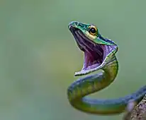 Gros plan du Leptophis ahaetulla. Cette espèce peut atteindre 150 cm. Il se nourrit d'amphibiens, de lézards arboricoles, d'oiseaux, mais également d'autres serpents y compris ceux de sa propre espèce (cannibalisme).