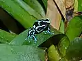 Dendrobates auratus (Zoo du Lunaret, Montpellier, France)