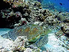 Une tortue verte (Chelonia mydas)