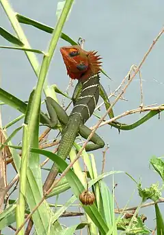 Description de l'image Green forest Lizard-Calotes calotes.JPG.
