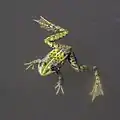 Pelophylax kl. esculentus dans le delta du Danube. Aout 2022.