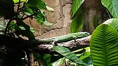 Description de l'image Green keel-bellied lizard (Gastrophalis prasina).jpg.