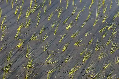 Gerbes de riz vert plantées dans une rizière, à Don Det, Si Phan Don, Laos. Une fine pellicule opaque à la surface de l'eau accueille les longues ombres couchées des tiges. Juillet 2020.