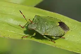 Palomena prasina en Oxfordshire.