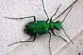 Cicindela sexguttata.