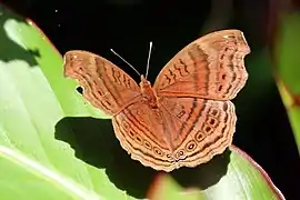 Junonia gregorii