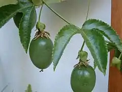 Passiflora edulis (fruit)