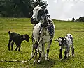 Chèvre à l'attache avec ses chevreaux, Grenadines.
