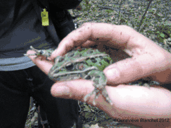  Grenouille léopard adulte