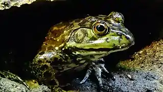 Au Parc Zoologique de Paris