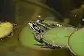 grenouille verte en bassin
