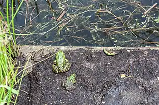 Grenouilles de l'École de botanique