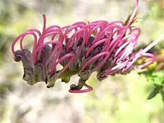 Description de l'image Grevillea acanthifolia.jpg.