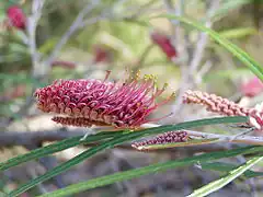 Description de l'image Grevillea aspleniifolia 03.jpg.