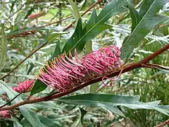 Description de l'image Grevillea barklyana.jpg.