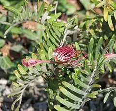 Description de l'image Grevillea caleyi.jpg.